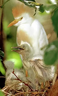 Augustine: Cattle Egret