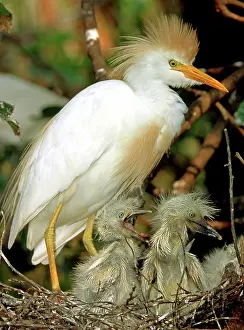 Augustine: Cattle Egret