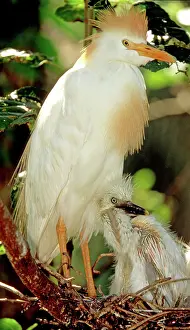 Augustine: Cattle Egret