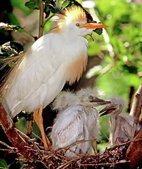 Augustine: Cattle Egret