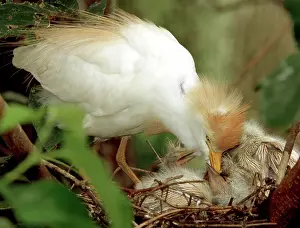 Augustine: Cattle Egret