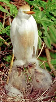 Augustine: Cattle Egret