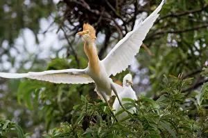 Minden: Cattle Egret