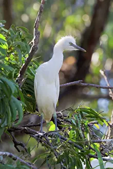 Nestlings: Cattle Egret