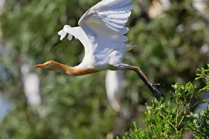 Bubulcus: Cattle Egret