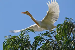 Minden: Cattle Egret