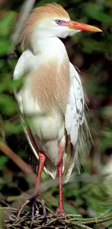 Bubulcus: Cattle Egret