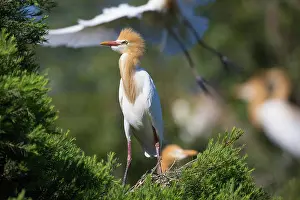 Bubulcus: Cattle Egret