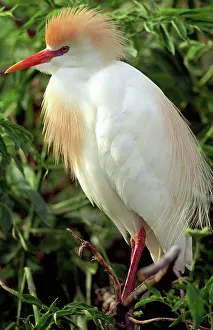 Bubulcus: Cattle Egret
