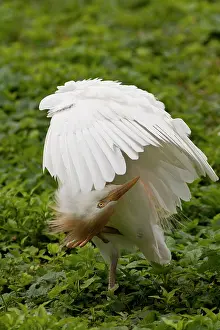 Bubulcus: Cattle Egret