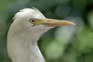 Bubulcus: Cattle Egret