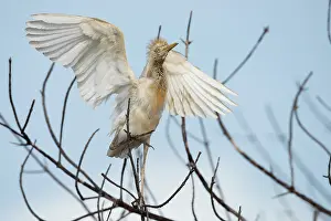 Scruffy: Cattle Egret
