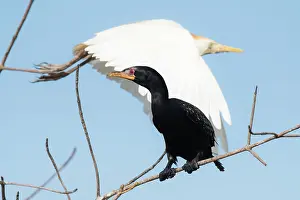 Gambia: Cattle Egret