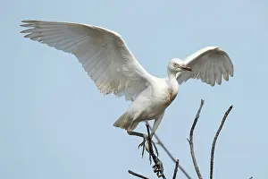Bubulcus: Cattle Egret