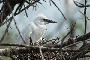 Bubulcus: Cattle Egret