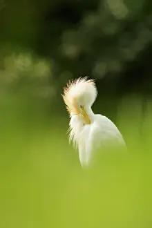 Bubulcus: Cattle Egret