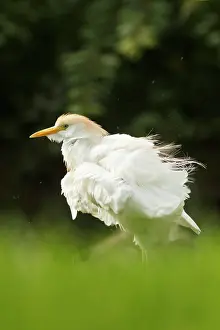 Bubulcus: Cattle Egret