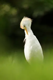 Bubulcus: Cattle Egret