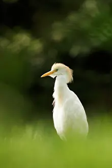 Bubulcus: Cattle Egret
