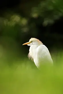 Huddled: Cattle Egret