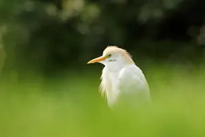 Bubulcus: Cattle Egret