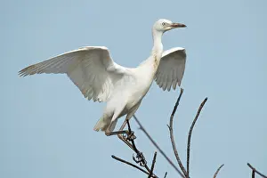Bubulcus: Cattle Egret
