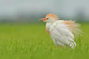 Bubulcus: Cattle Egret