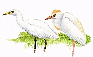 Bubulcus: Cattle Egret