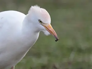 Bubulcus: Cattle Egret