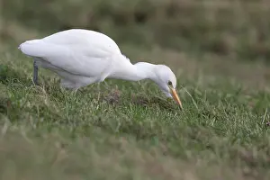 Concentrate: Cattle Egret