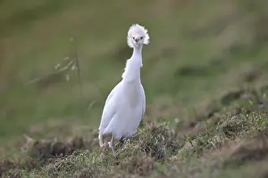 Bubulcus: Cattle Egret