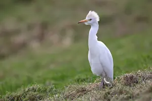 Bubulcus: Cattle Egret