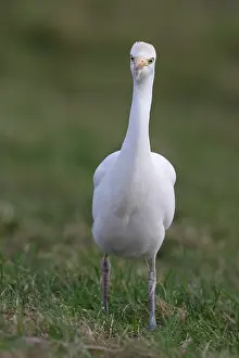 Bubulcus: Cattle Egret