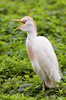 Bubulcus: Cattle Egret