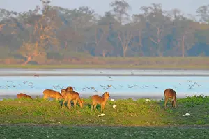 Bubulcus: Cattle Egret