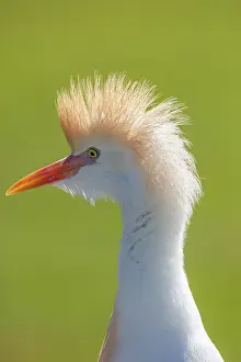 Ardeidae: CATTLE EGRET