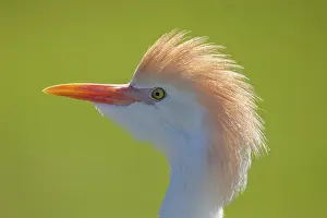 Ardeidae: CATTLE EGRET