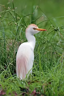 Plumes: Cattle Egret - adult with full breeding plumes
