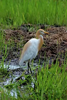 Plumes: Cattle Egret with adult breeding plumes