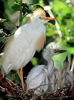 Fledgeling: Cattle Egret adult with young