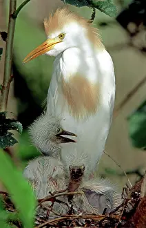 Fledgeling: Cattle Egret adult with young