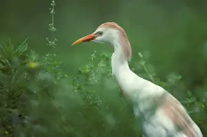 Bubulcus: Cattle Egret in breeding plumage