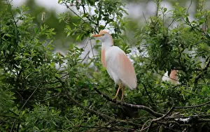 Bubulcus: Cattle Egret ( Bubulcus ibis ) on a branch, Normandy