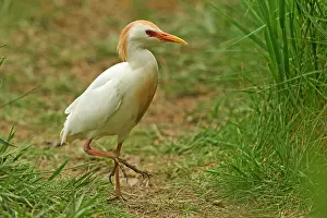 Bubulcus: Cattle Egret (Bubulcus ibis) forraging