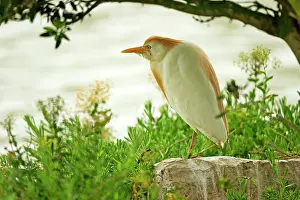 Bubulcus: Cattle Egret (Bubulcus ibis) resting