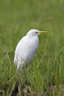 Bubulcus: Cattle Egret / Buff-backed Heron adult