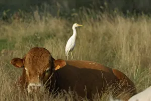 Limousin: Cattle egret on a bull calf limousin