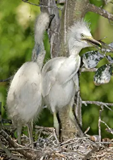 Bubulcus: Cattle Egret chicks at nest