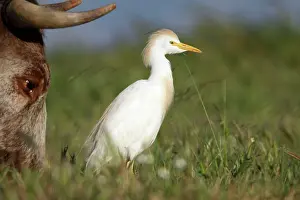 Ibis: Cattle Egret - foraging for insects beside cow