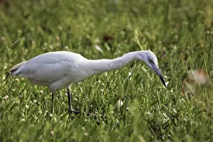 Floridian: Cattle Egret hunting